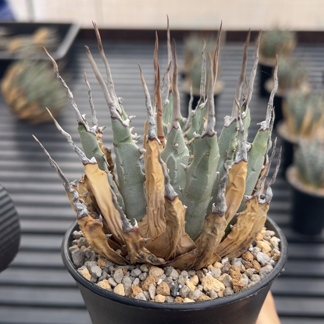 无花朵妖炎熟桩带盆 8折价 根已爆盆