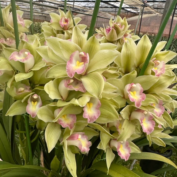 碧玉 大花惠兰  分株苗 裸根发货