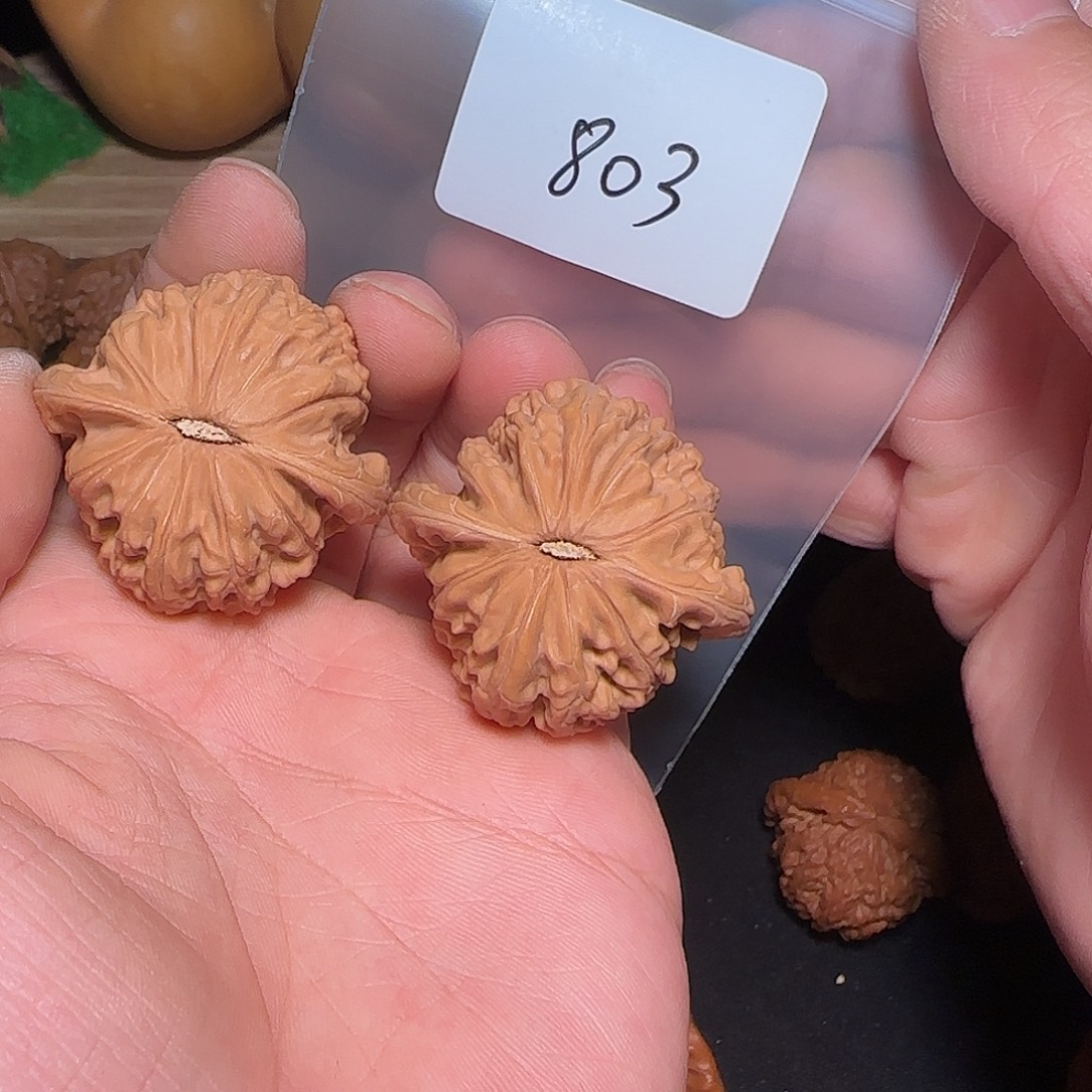 文玩核桃把件803全品40磨盘，山地无药果