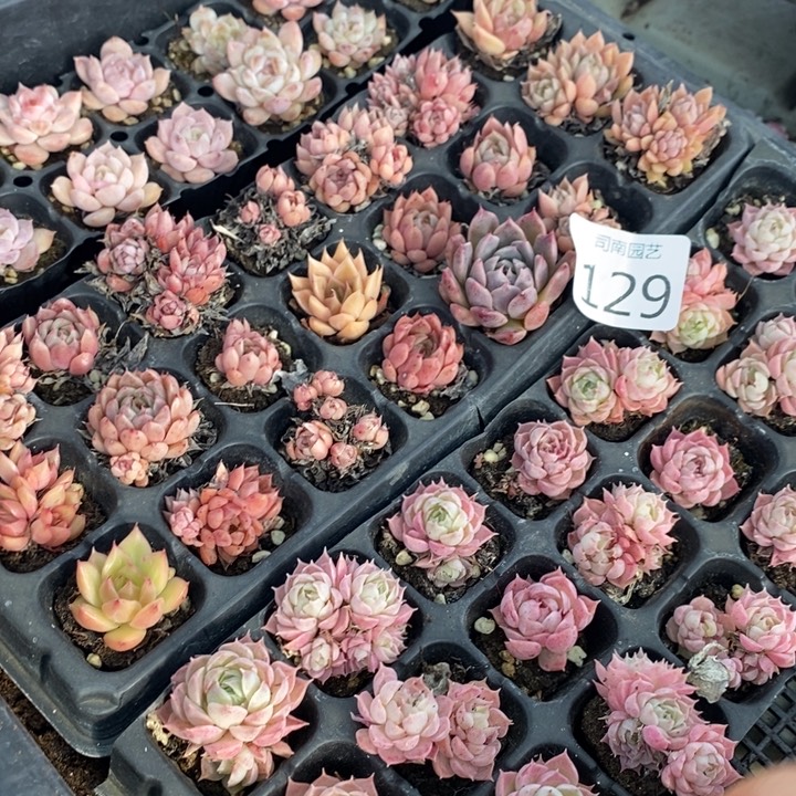 129 多肉植物盆栽花卉
