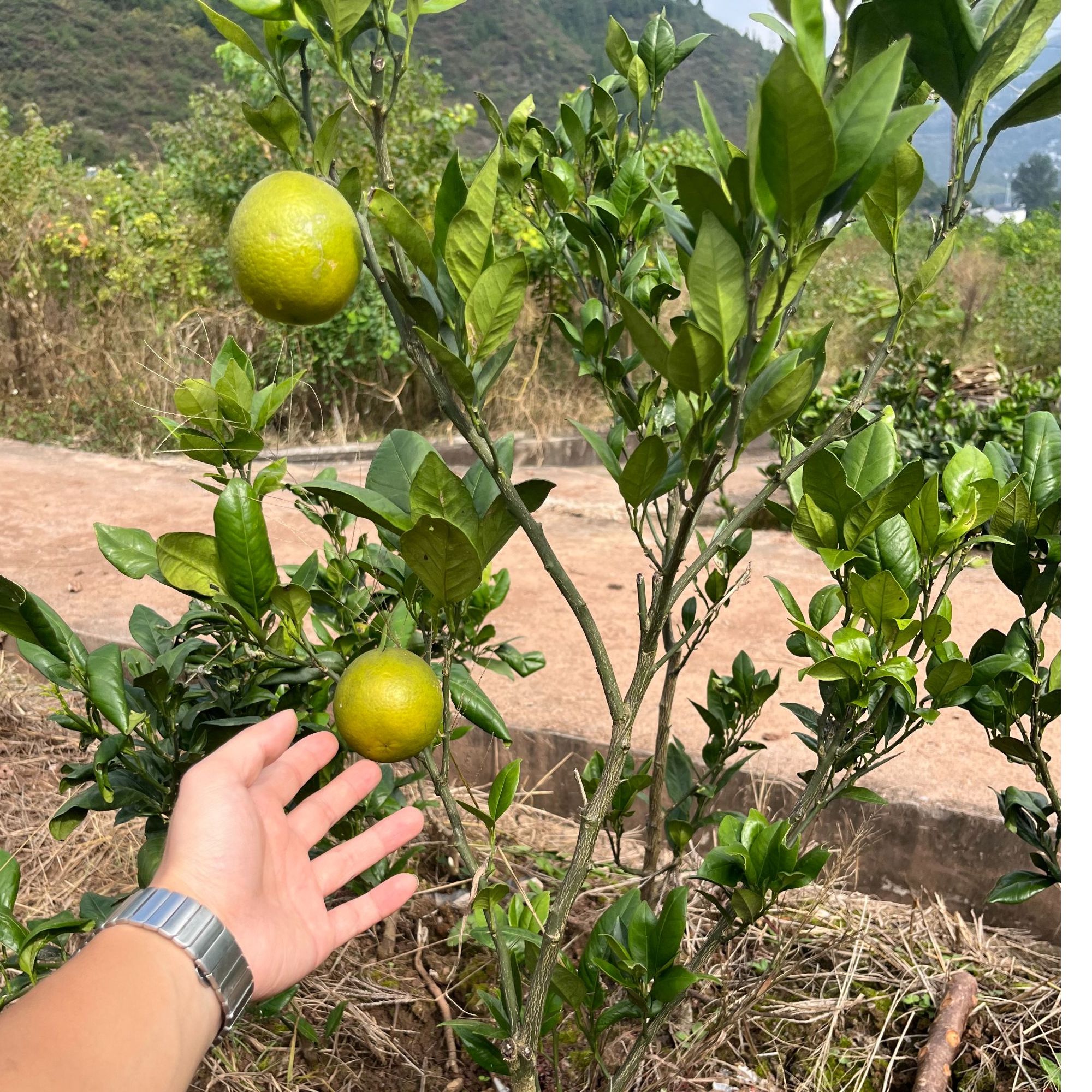 龙回红柑橘苗（3年中苗）