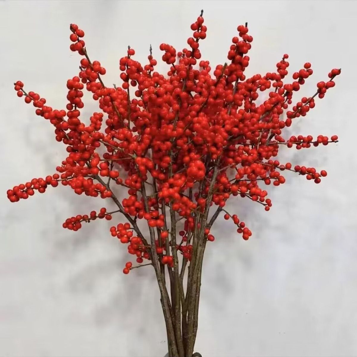 插A级观赏中国红北美冬青鲜切枝花期长
