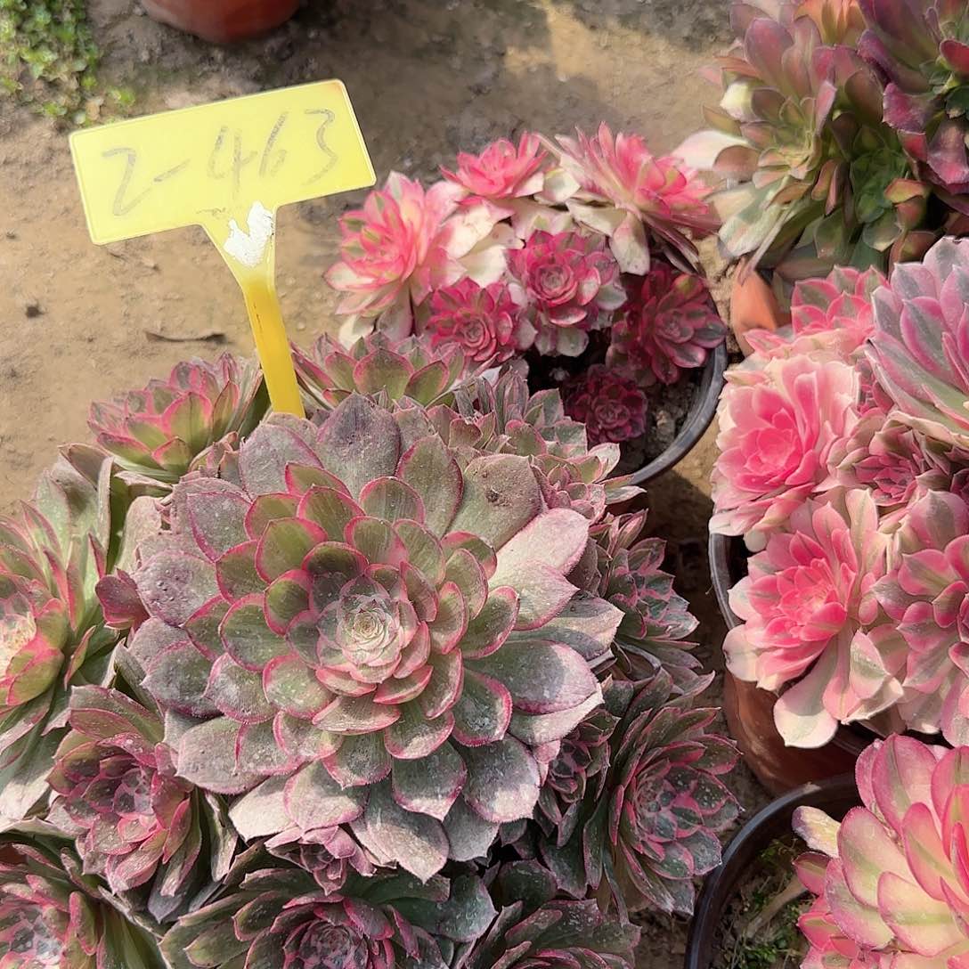 2-463---多头多肉植物大战莲花座