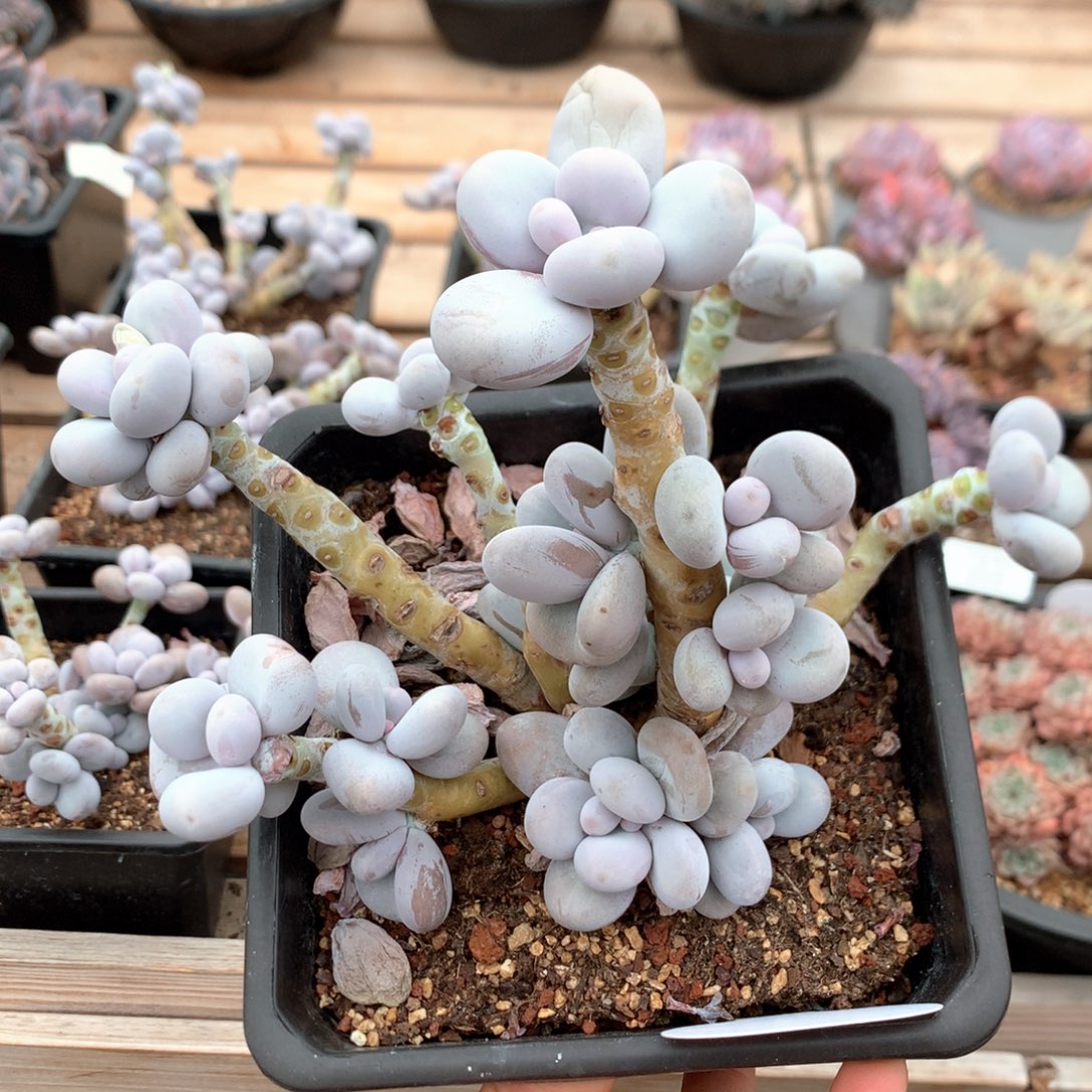 19厘米原始奶 特价 215