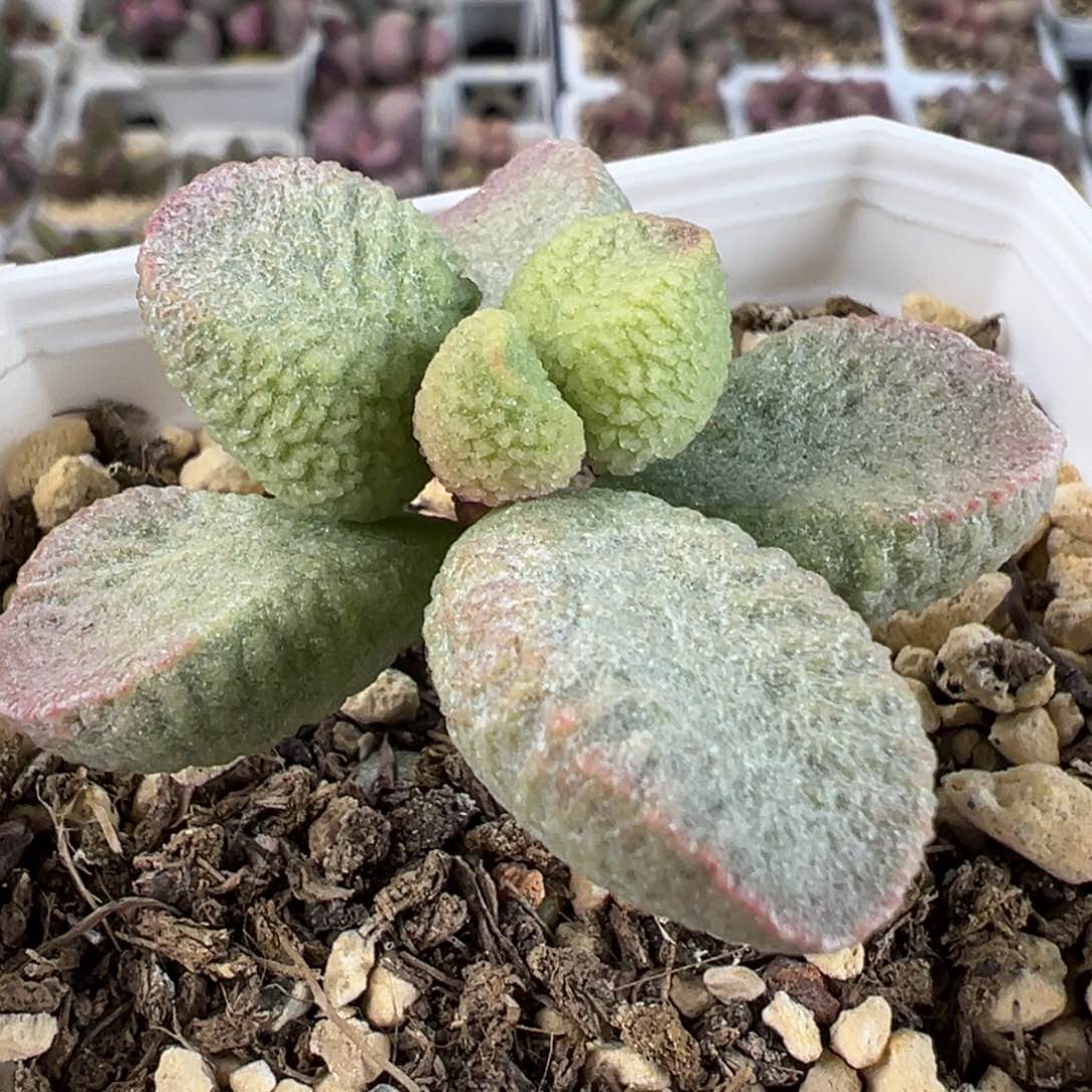 实生新品多肉植物水泡实生新品多肉植物