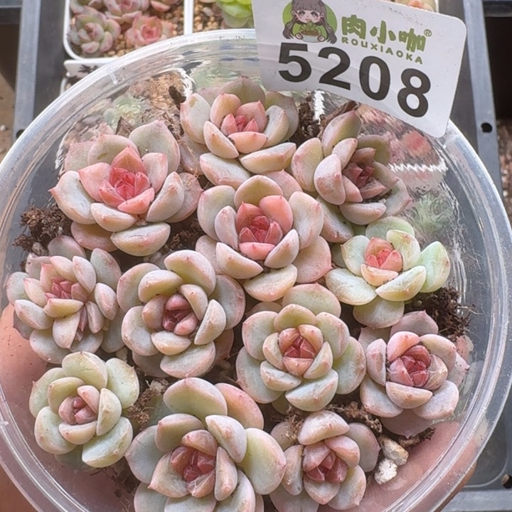 多肉植物多肉植物