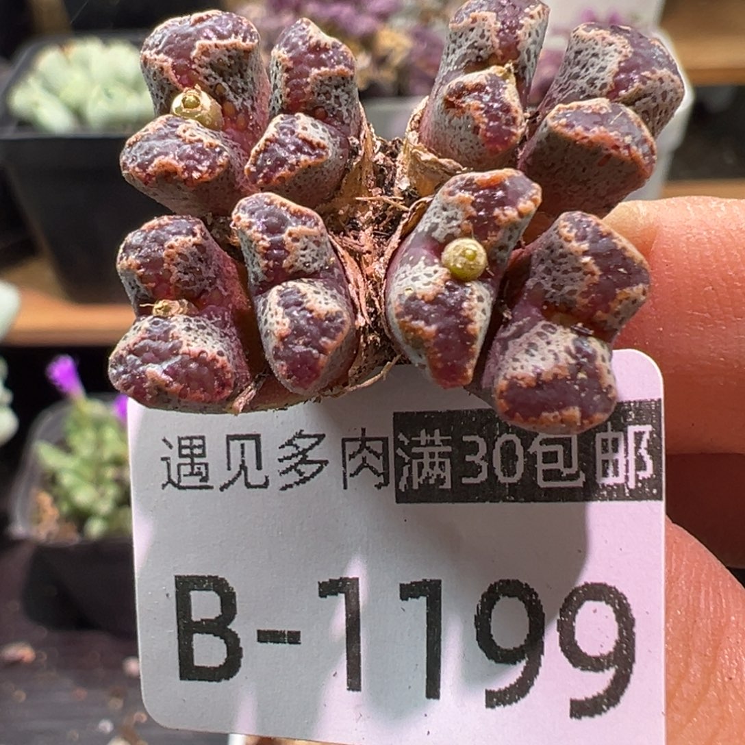 多肉植物1111111111111