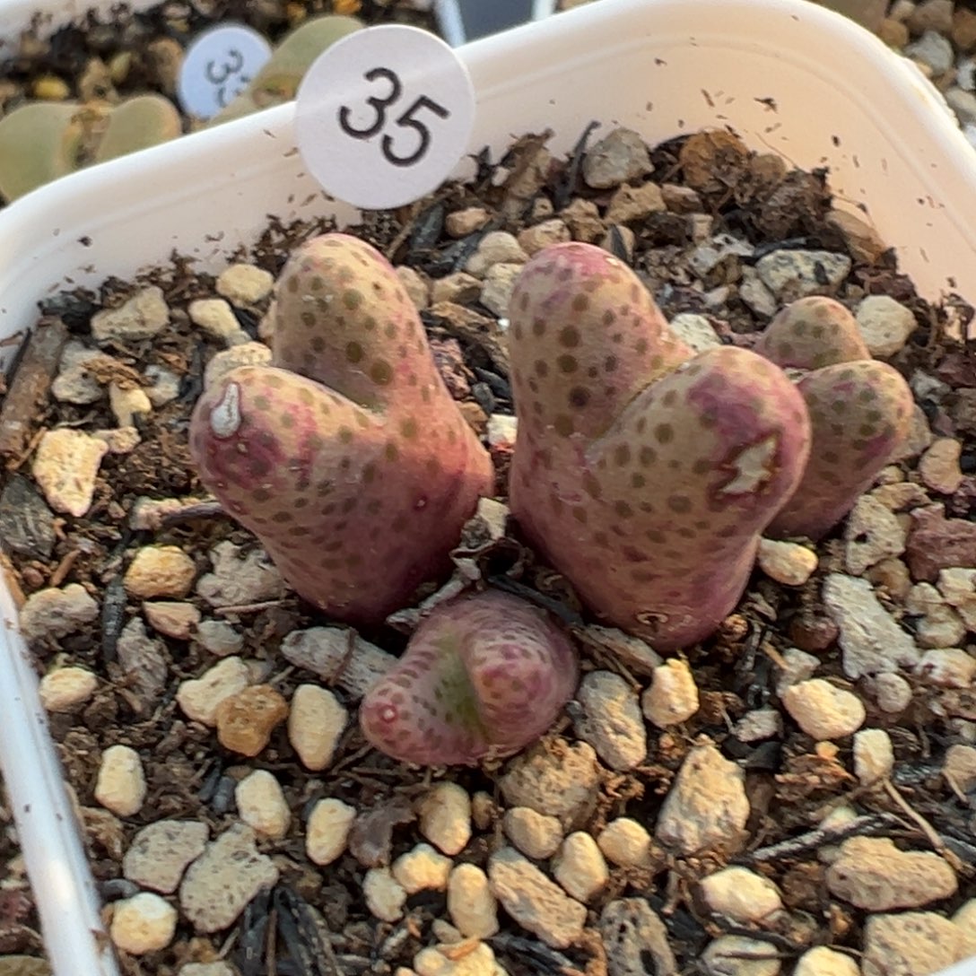 多肉植物1111111111111