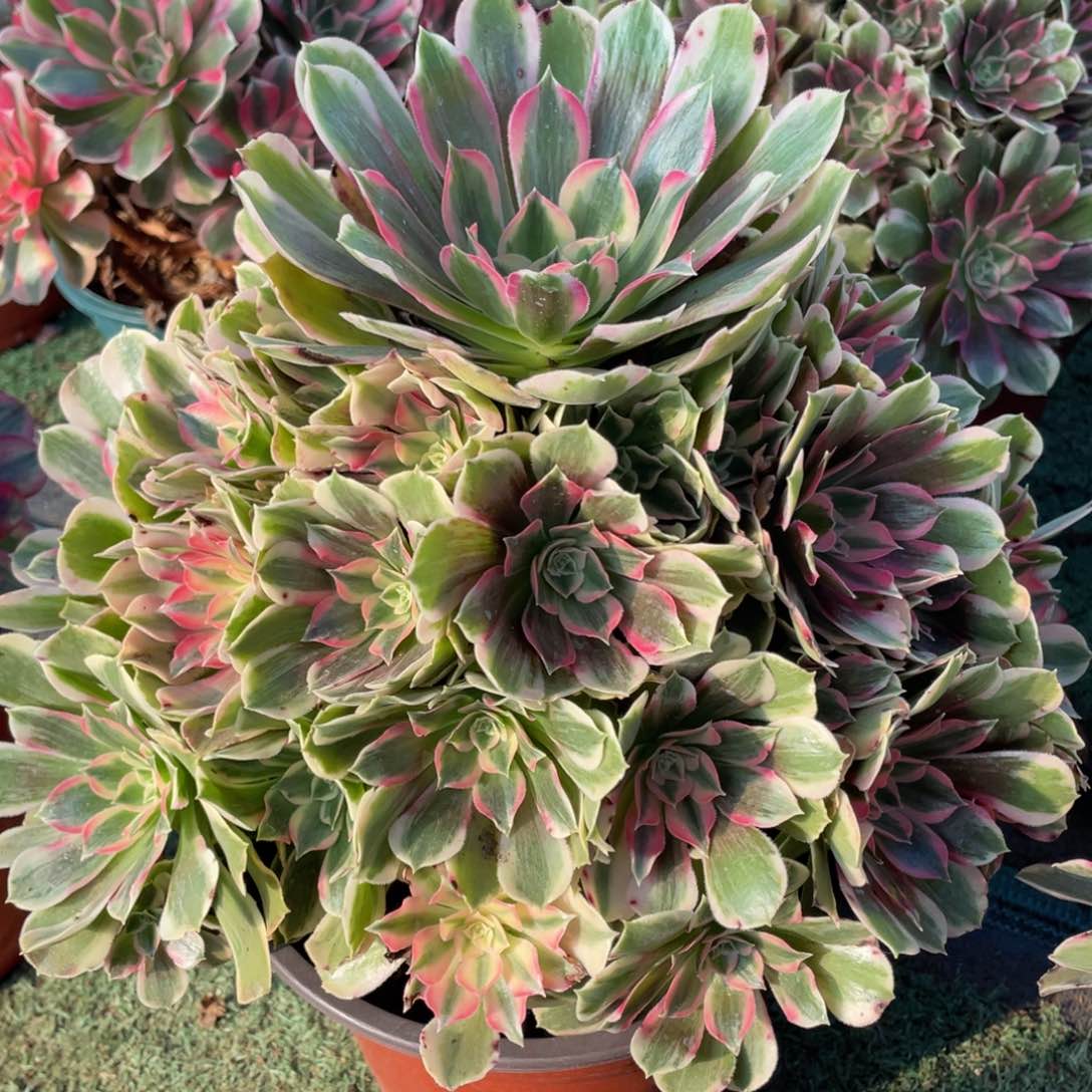 915男神精品法师老桩