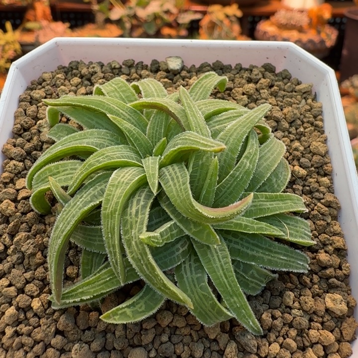 块根寿082 仙人球