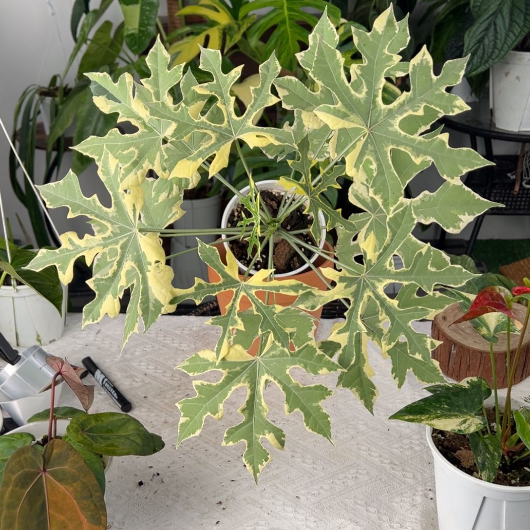 完全开放超大树波菜锦（大戟科）