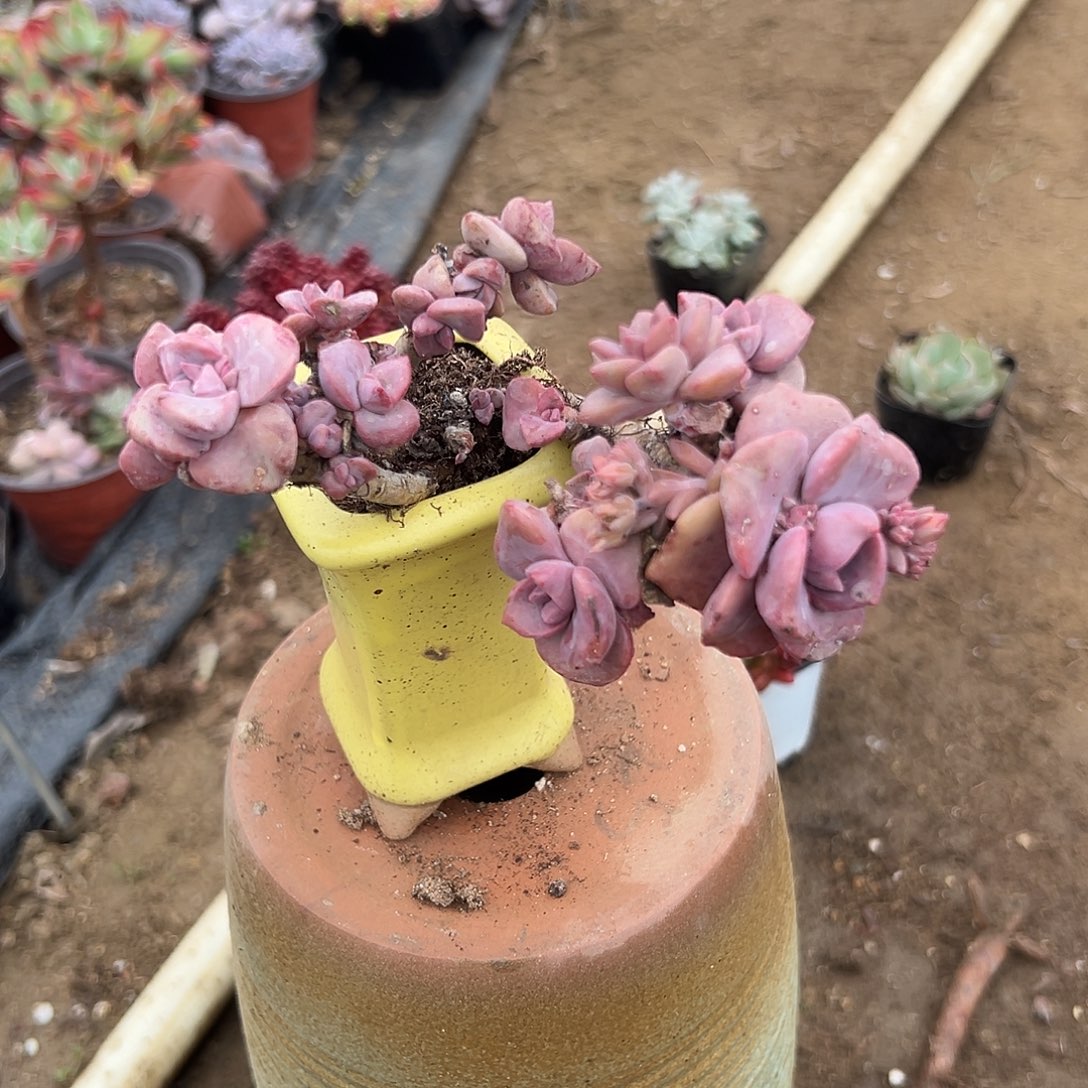 多肉植物多肉植物