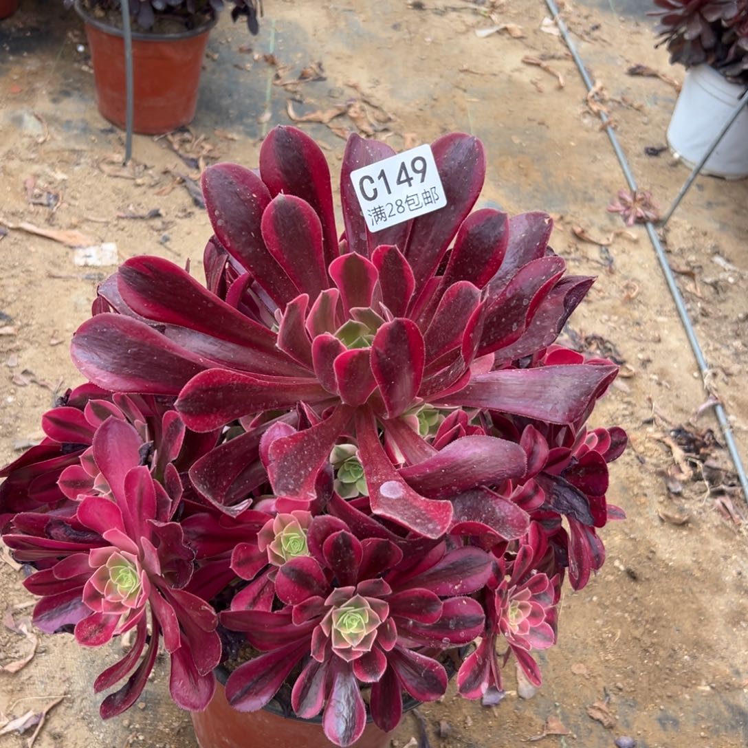 149多肉  美杜莎    