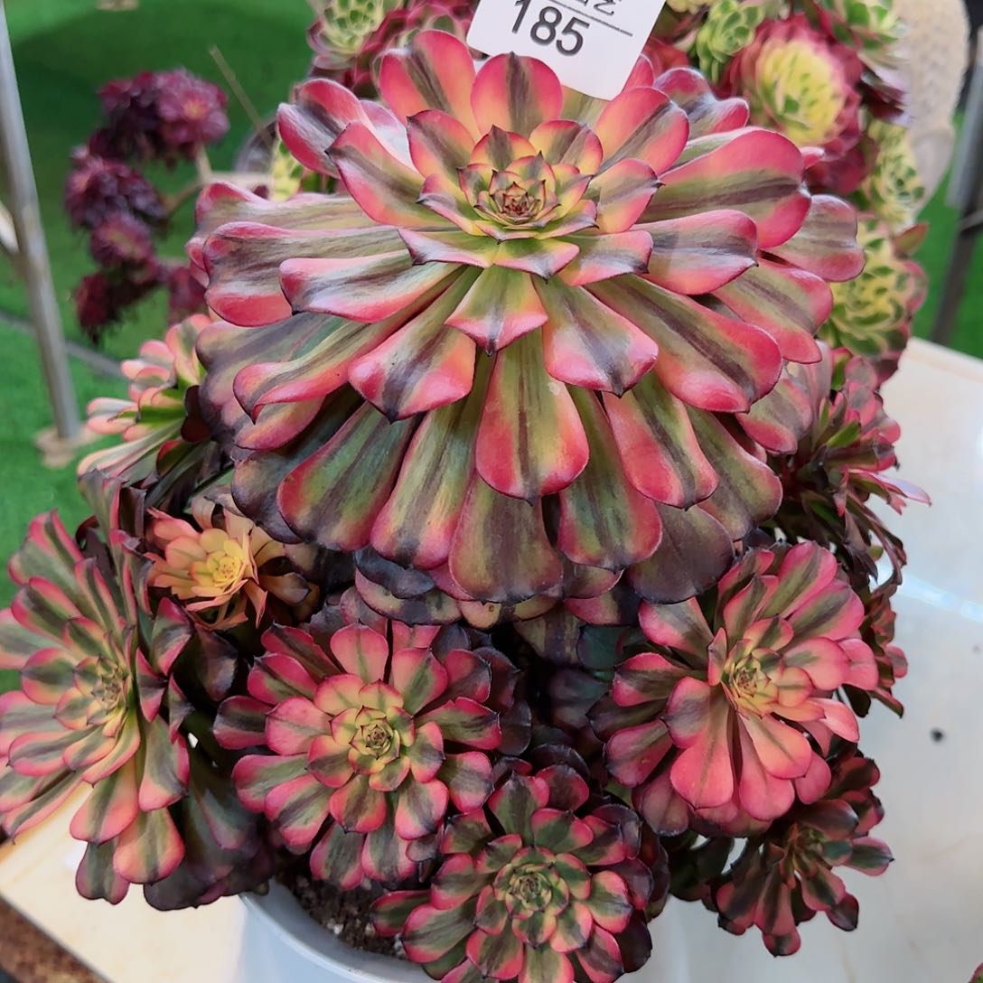 ?****州185多肉 粉体美姬法师