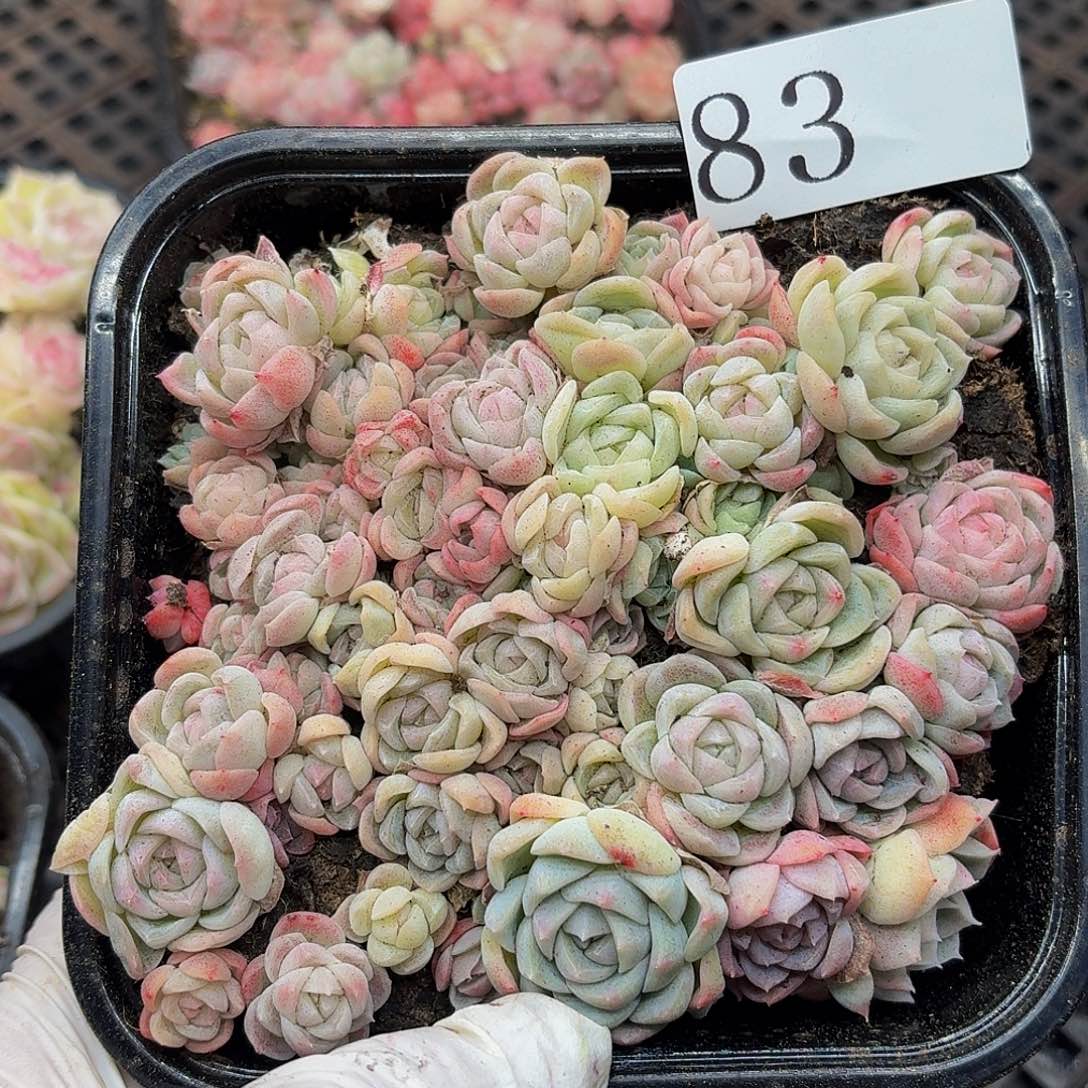 多肉植物多肉植物83
