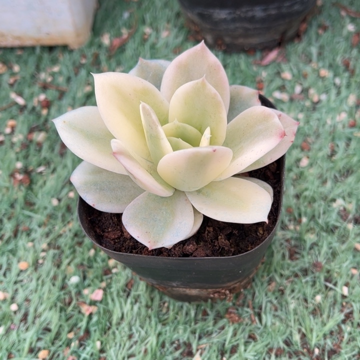 秋可园艺 昙花锦