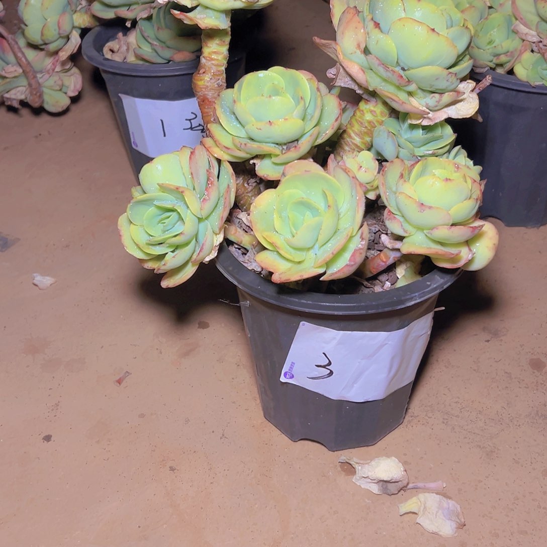 碧桃多肉 3号花开富贵