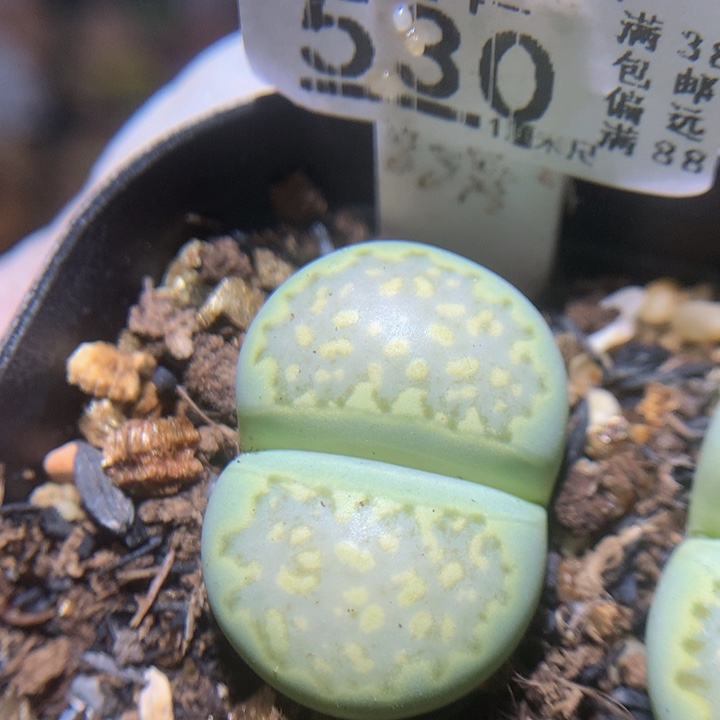 精品生石花224.530