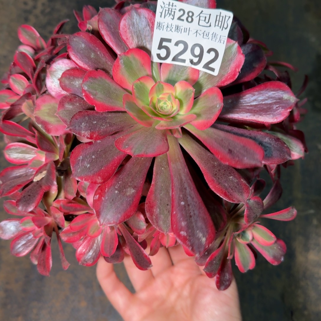 5292美杜莎多肉植物