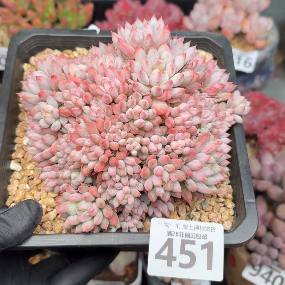 大明珠无盆土发货