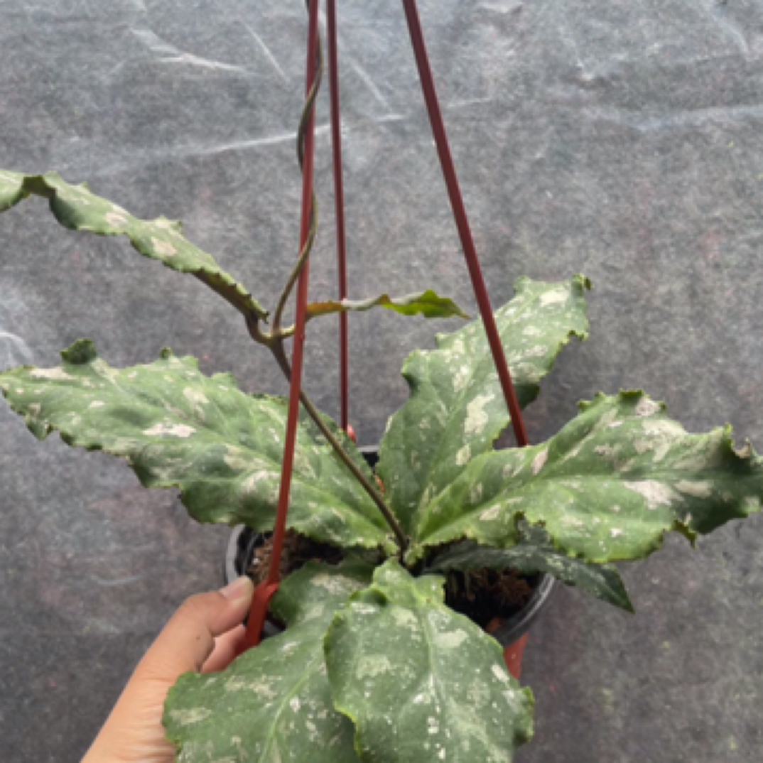 波状叶球兰 (Hoya Undulata) 大花型阳台爬藤花卉