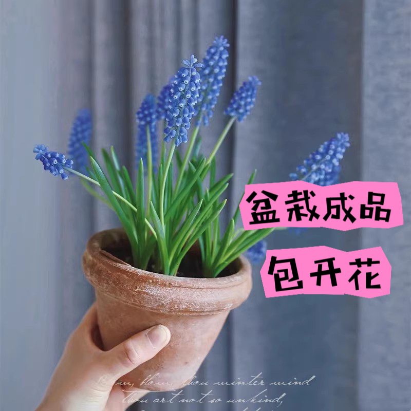 葡萄风信子盆栽成品 室内阳台庭院多年生 蓝色花卉好养