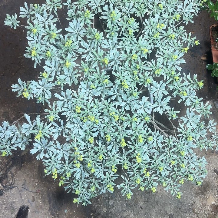 逗***玩无花朵带土球发货