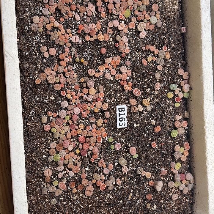 163生石花整框脱土发货不售后