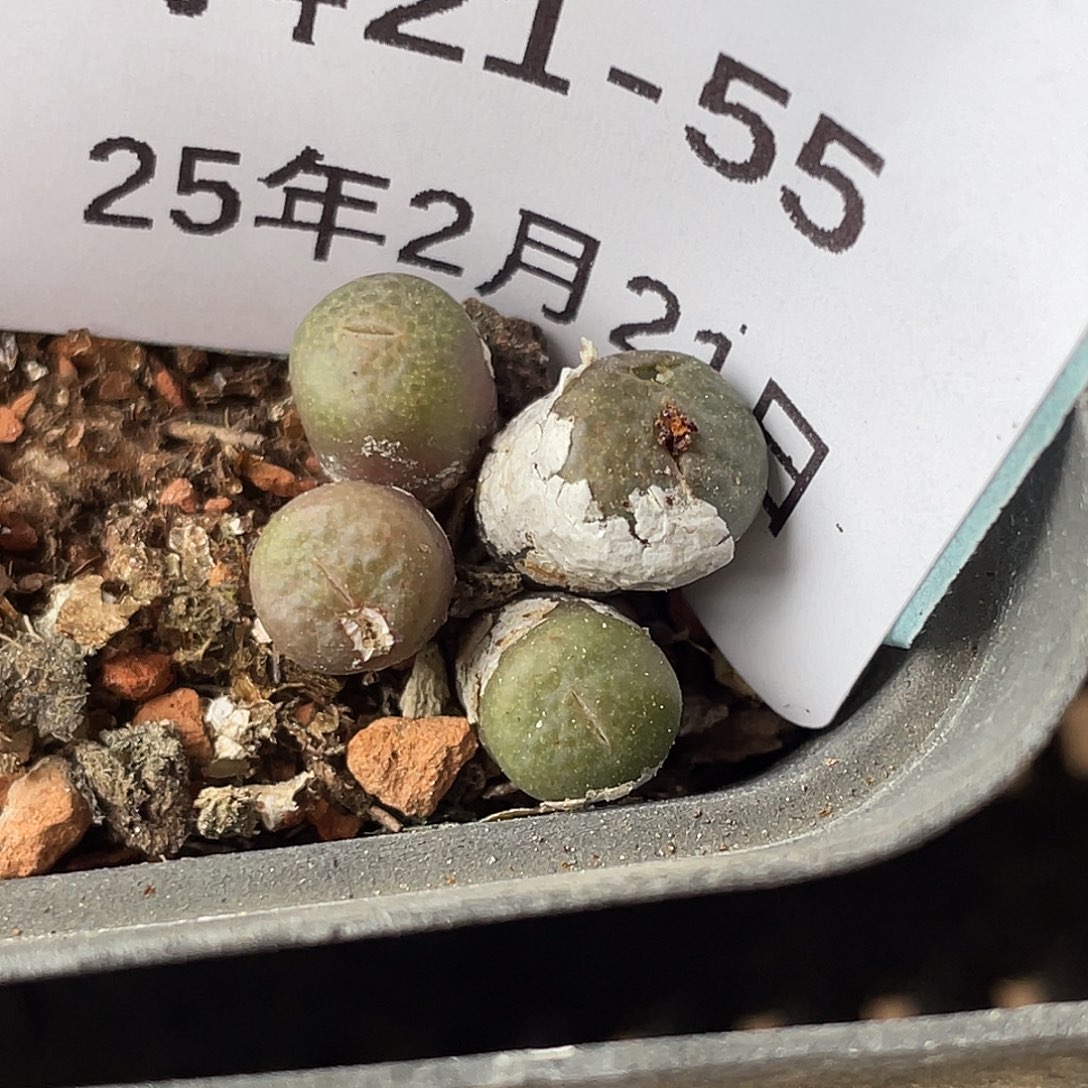 21-55猪皮多肉植物