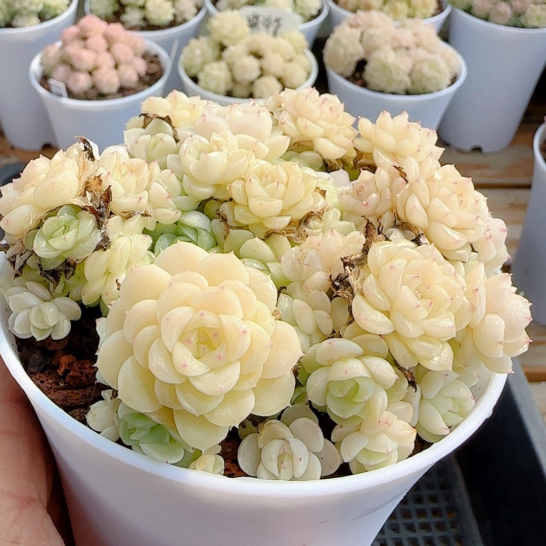 1219-36（ttp-28-2）优选