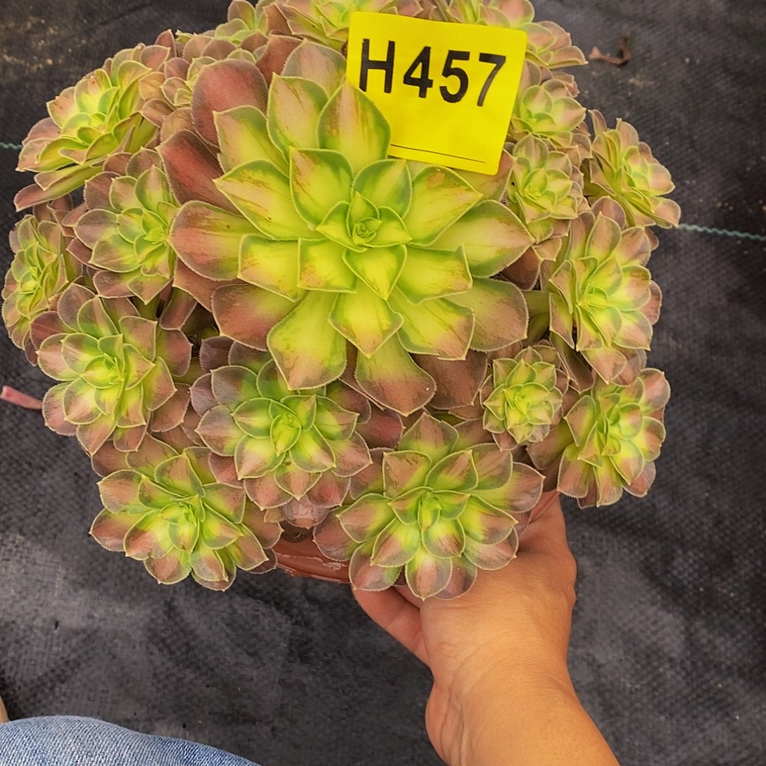 小***孃457韶华3333333333333