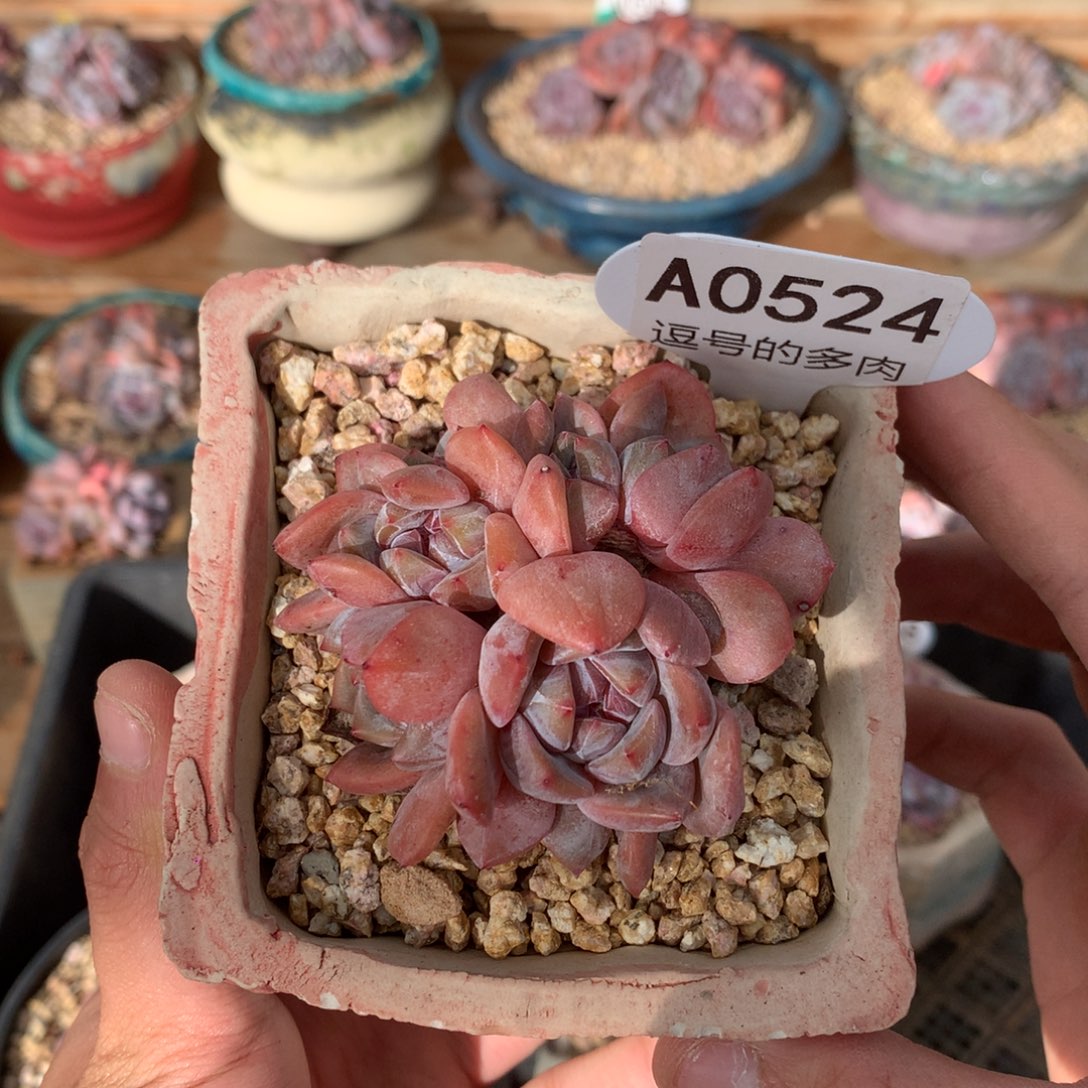 A0524 石榴籽朵缀 有砍 6.5cm