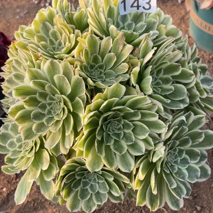 143多肉植物碧浪