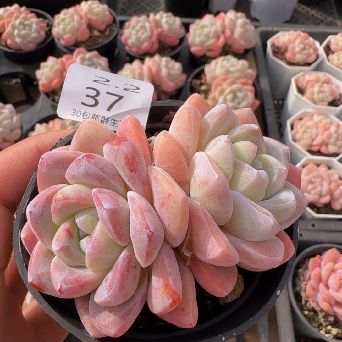 冰玉双头老桩9公分