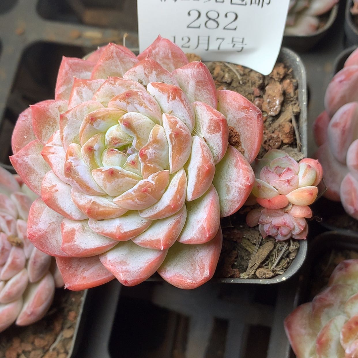 【闪购商品】冷**云云282号