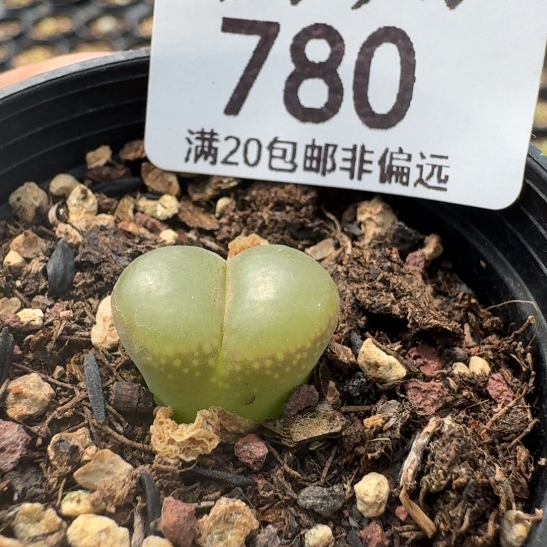 780带盆红网格5888800