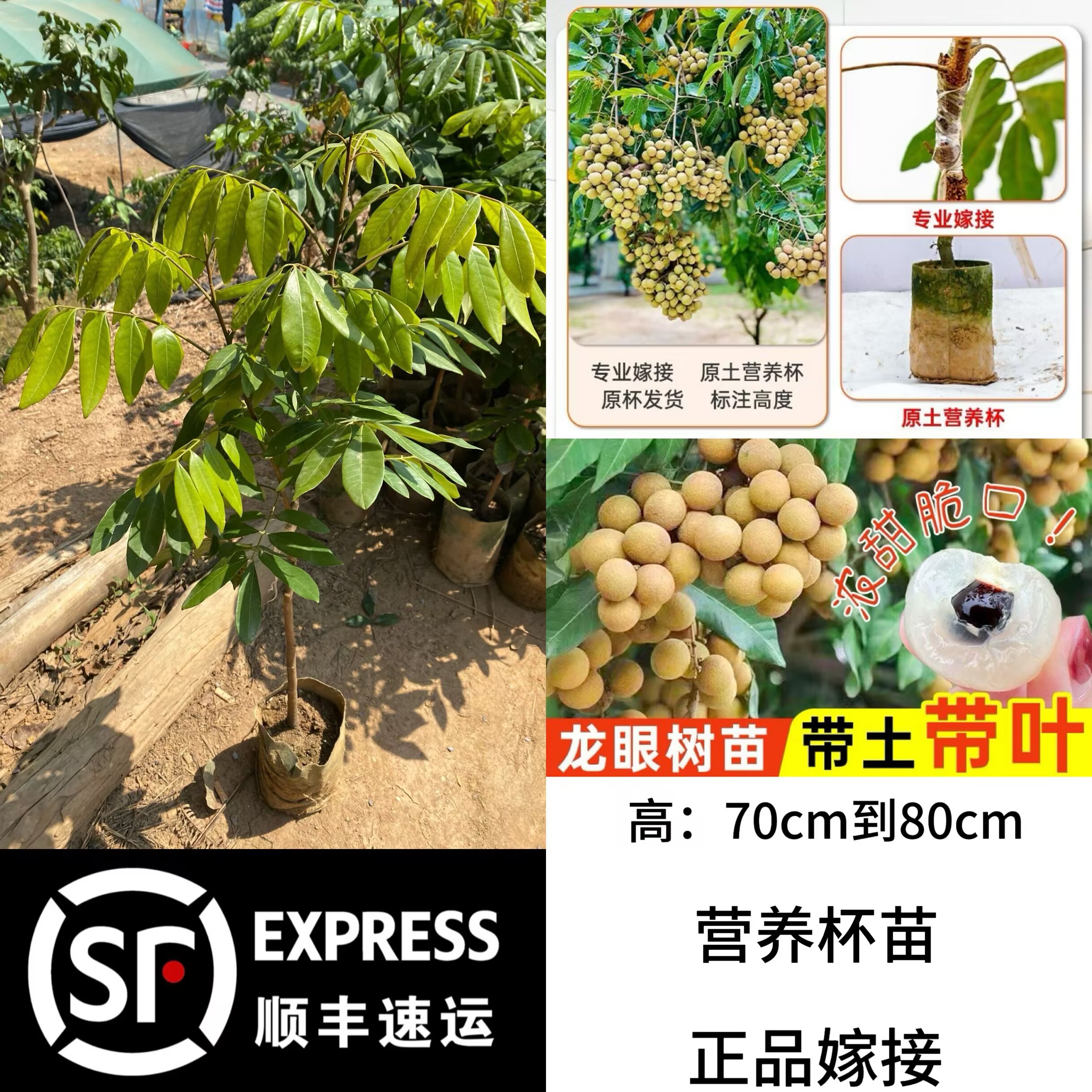 四季龙眼苗储粮龙眼苗石硖龙眼苗