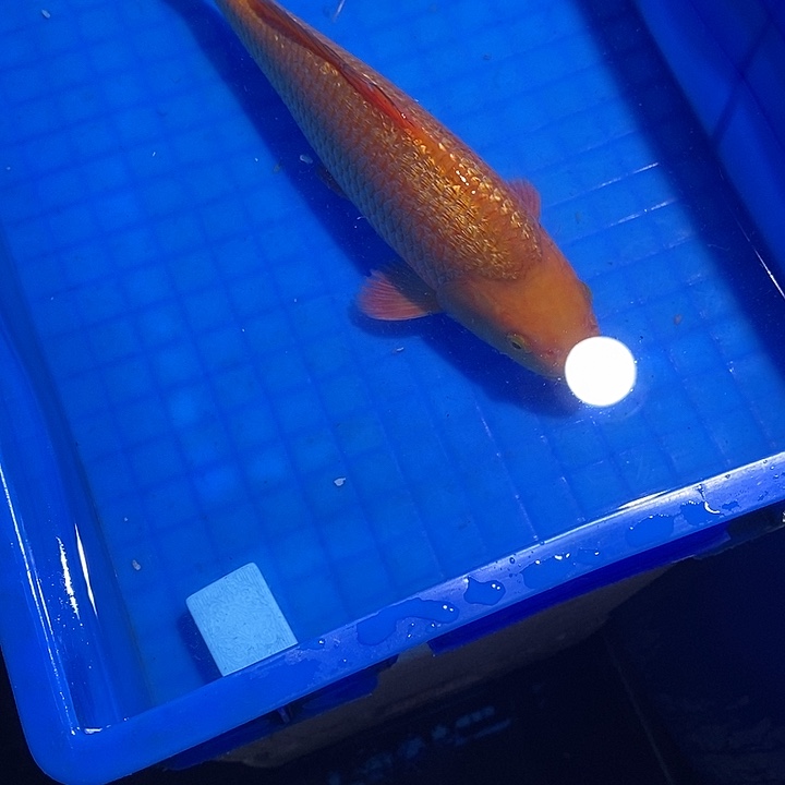 锦鲤锦鲤活鱼开箱包活