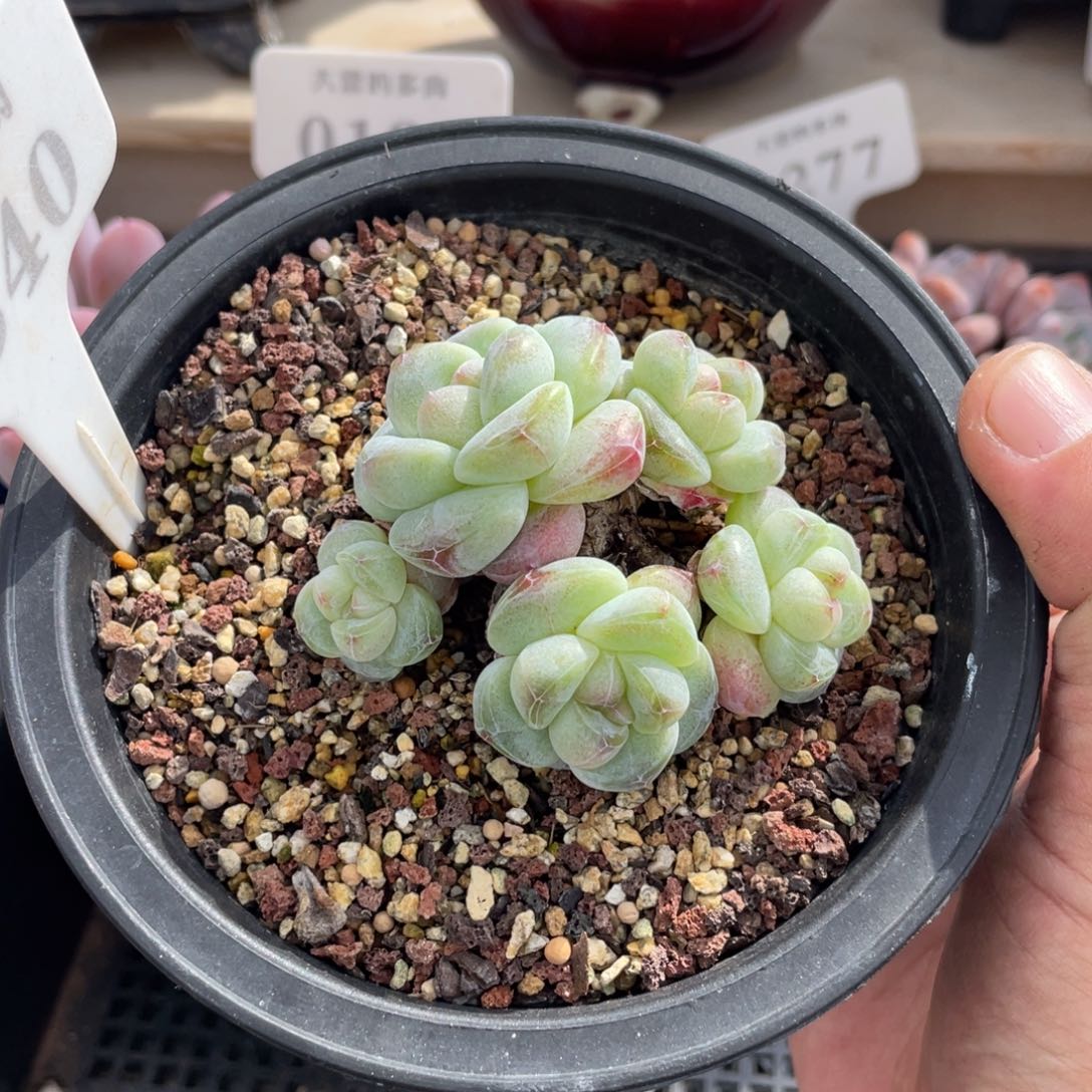 N****W0340冰玉不带盆7厘米