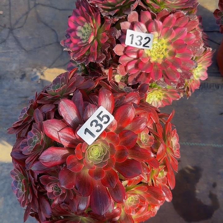 商****流132.135多肉法师锦