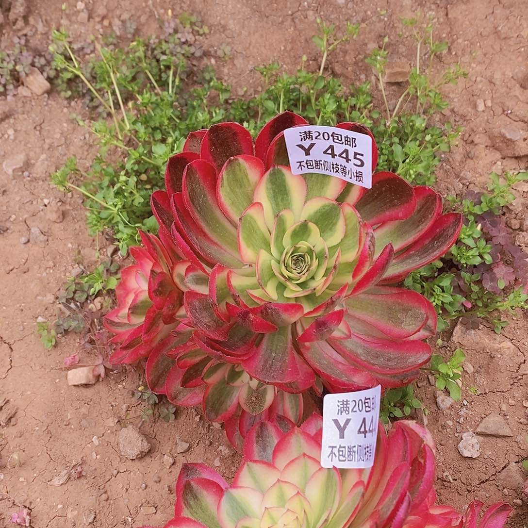 445倾城多肉法师锦多肉