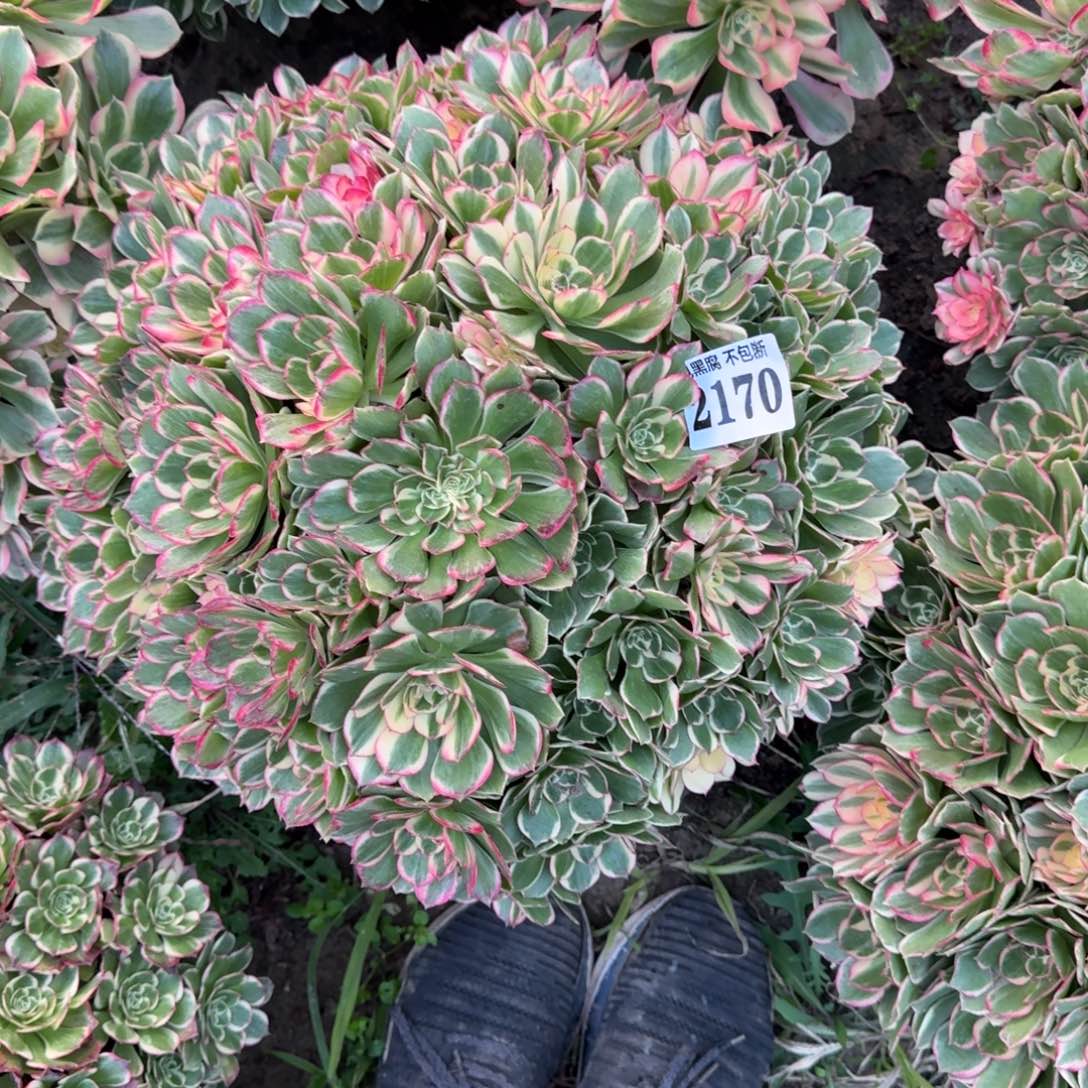 小***条17-39法师丘比特2170