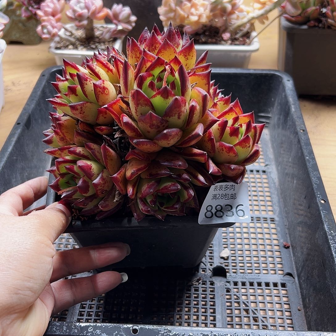 9号多肉一物一拍8836