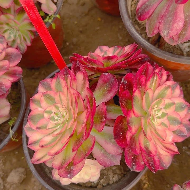 2-220荔枝多肉法师