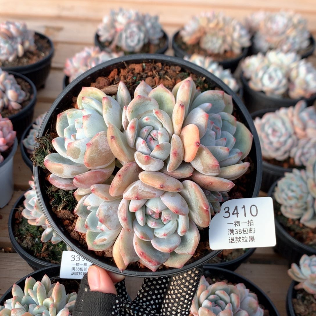 13厘米七头石榴籽3410