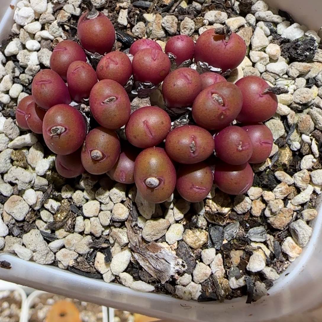 肉锥多肉植物百科3-19有疤