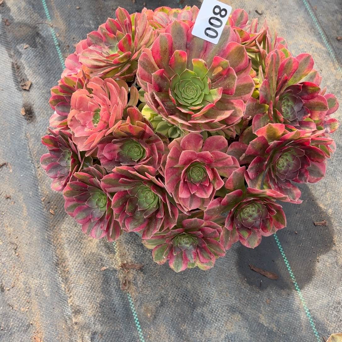 800无敌雨河多肉植物福利