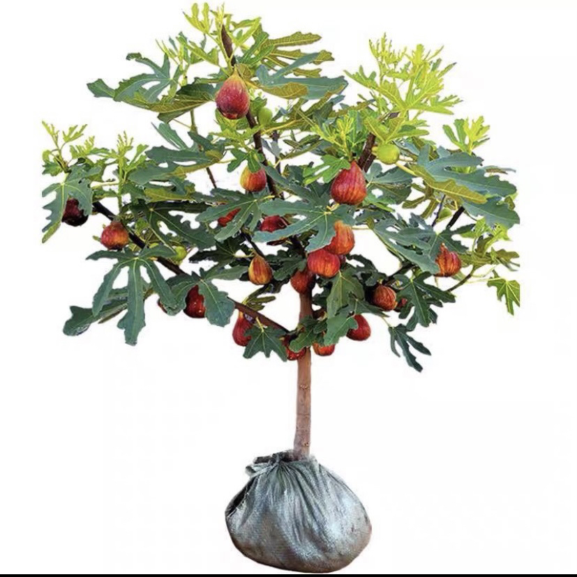 盆栽地栽花园植物无花果