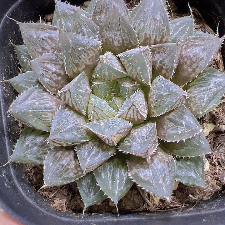 楼兰19包邮多肉植物