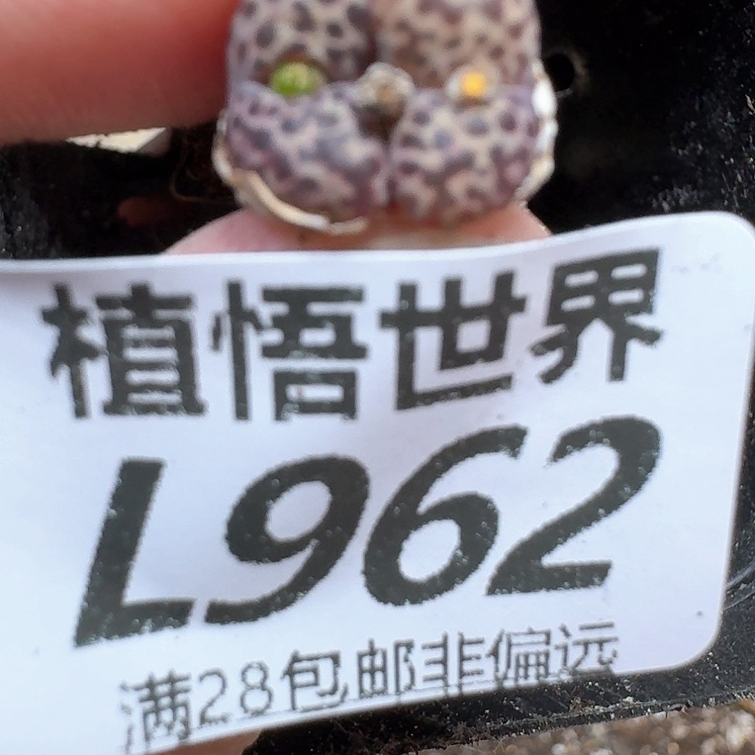多肉植物的心动cv